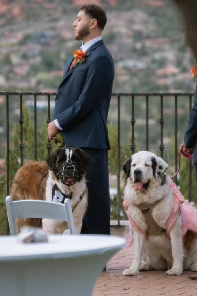 Groomsman holding two on leash dogs during wedding ceremony